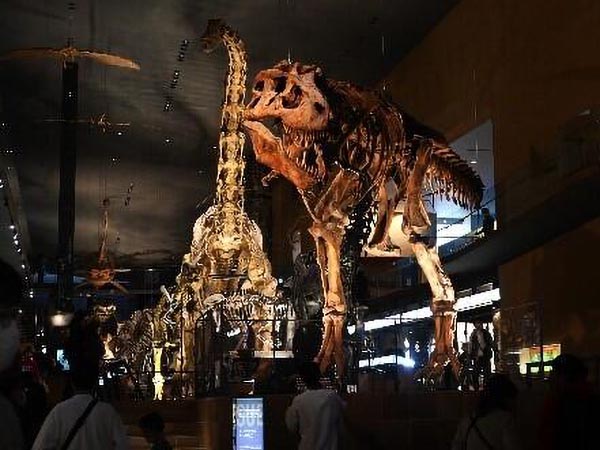 北九州市いのちのたび博物館での学外実習のようす